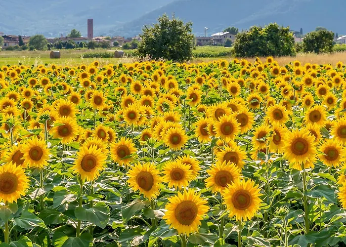 Tenuta Santa Colomba - Happy * Bientina